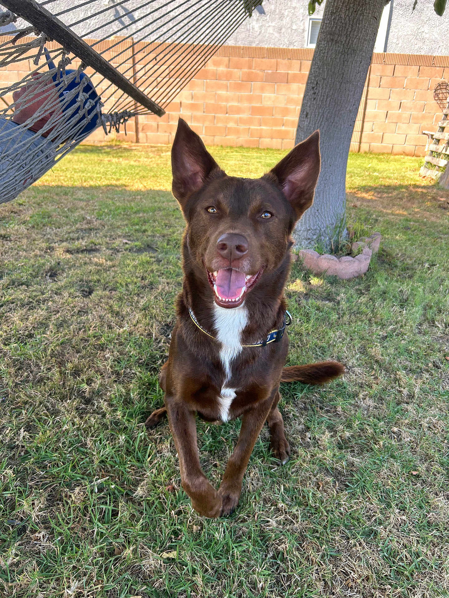 Ranger joined the competition — help win amazing prizes! dog, brown_dog, grass, backyard, tree, hammock, person, smiling_dog, happy, outdoor, sunlight, collar, pet, canine, tongue_out, sitting, fence, daytime, nature, relaxation