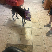 Ranger joined the competition — help win amazing prizes! dog, chip_bag, tile_floor, red_armchair, wooden_furniture, person, shorts, slip_on_shoes, living_room, indoor, shadow, wall_outlet, window_blinds, cushion, cabinet, floor_tile, pet, animal, home, casual