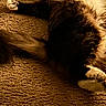 cat, feline, fluffy, long_hair, tabby, black_and_white, pet, animal, face, whiskers, ears, paws, belly, lying_down, sprawled, carpet, indoor, home, warm_lighting, portrait
