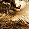 cat, tabby_cat, close_up, portrait, fur, whiskers, eyes, nose, muzzle, paws, striped_fur, brown, white, fluffy, animal, pet, indoors, cozy, dramatic_lighting, photography