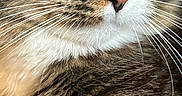 Jelly joined the competition — help win amazing prizes! cat, tabby, pet, animal, close_up, portrait, fur, whiskers, green_eyes, golden_eyes, ears, nose, face, long_hair, striped_fur, indoor, sitting, alert, photography, vertical_photo