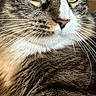 cat, tabby, pet, animal, close_up, portrait, fur, whiskers, green_eyes, golden_eyes, ears, nose, face, long_hair, striped_fur, indoor, sitting, alert, photography, vertical_photo