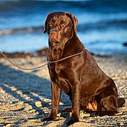 Usheen participe au concours pour gagner de l'argent avec cette photo : dog, labrador, chocolate_labrador, beach, sand, water, leash, pet, animal, outdoor, sunlight, sea, canine, mammal, sitting, calm, nature, summer, portrait, daytime