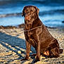 dog, labrador, chocolate_labrador, beach, sand, water, leash, pet, animal, outdoor, sunlight, sea, canine, mammal, sitting, calm, nature, summer, portrait, daytime