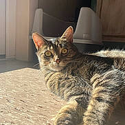 Red participe au concours pour gagner de l'argent avec cette photo : cat, tabby, sunlight, floor, indoor, pet, animal, feline, whiskers, ears, litter_box, relaxed, stretching, closeup, yellow_eyes, shadow, texture, home, domestic, curious