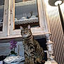 cat, tabby, feline, pet, indoor, cabinet, lamp, flower, orchid, wood, vintage, decor, furniture, sitting, striped, animal, closeup, domestic, cozy, home