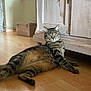 cat, tabby, indoor, floor, wooden_floor, cabinet, furniture, pet, animal, relaxed, resting, looking, ears, whiskers, eyes, home, domestic, cute, mammal, laying_down