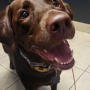 Sadie is registered to the contest to win money with this photo: dog, labrador, brown_dog, pet, happy, smiling, canine, indoor, tile_floor, collar, close_up, tongue_out, teeth, ears, looking_up, domestic_animal, companion, friendly, animal, mammal
