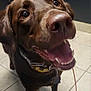 dog, labrador, brown_dog, pet, happy, smiling, canine, indoor, tile_floor, collar, close_up, tongue_out, teeth, ears, looking_up, domestic_animal, companion, friendly, animal, mammal