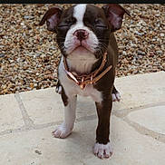 Ember joined the competition — help win amazing prizes! puppy, dog, collar, stone_pavement, pebbles, outdoor, pet, young_dog, brown_and_white, close_up, four_legs, animal, cute, small_dog, fur, ears, nose, whiskers, paws, standing