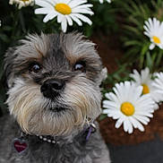 Malayna is registered to the contest to win money with this photo: dog, pet, flower, daisy, garden, outdoor, nature, close_up, cute, fur, animal, plant, greenery, portrait, eyes, nose, collar, spring, summer, canine