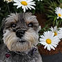 dog, pet, flower, daisy, garden, outdoor, nature, close_up, cute, fur, animal, plant, greenery, portrait, eyes, nose, collar, spring, summer, canine
