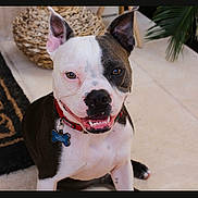 Blu joined the competition — help win amazing prizes! dog, pet, smiling, collar, tag, floor, tile, rug, decor, indoor, ears, sitting, cute, animal, friendly, closeup, face, black_and_white, happy, canine