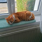 Caramel participe au concours pour gagner de l'argent avec cette photo : animal, car, cat, cozy, curtain, cushion, daylight, fur, greenery, hedge, home, indoor, orange_cat, pet, quiet, radiator, resting, sleeping, window, windowsill