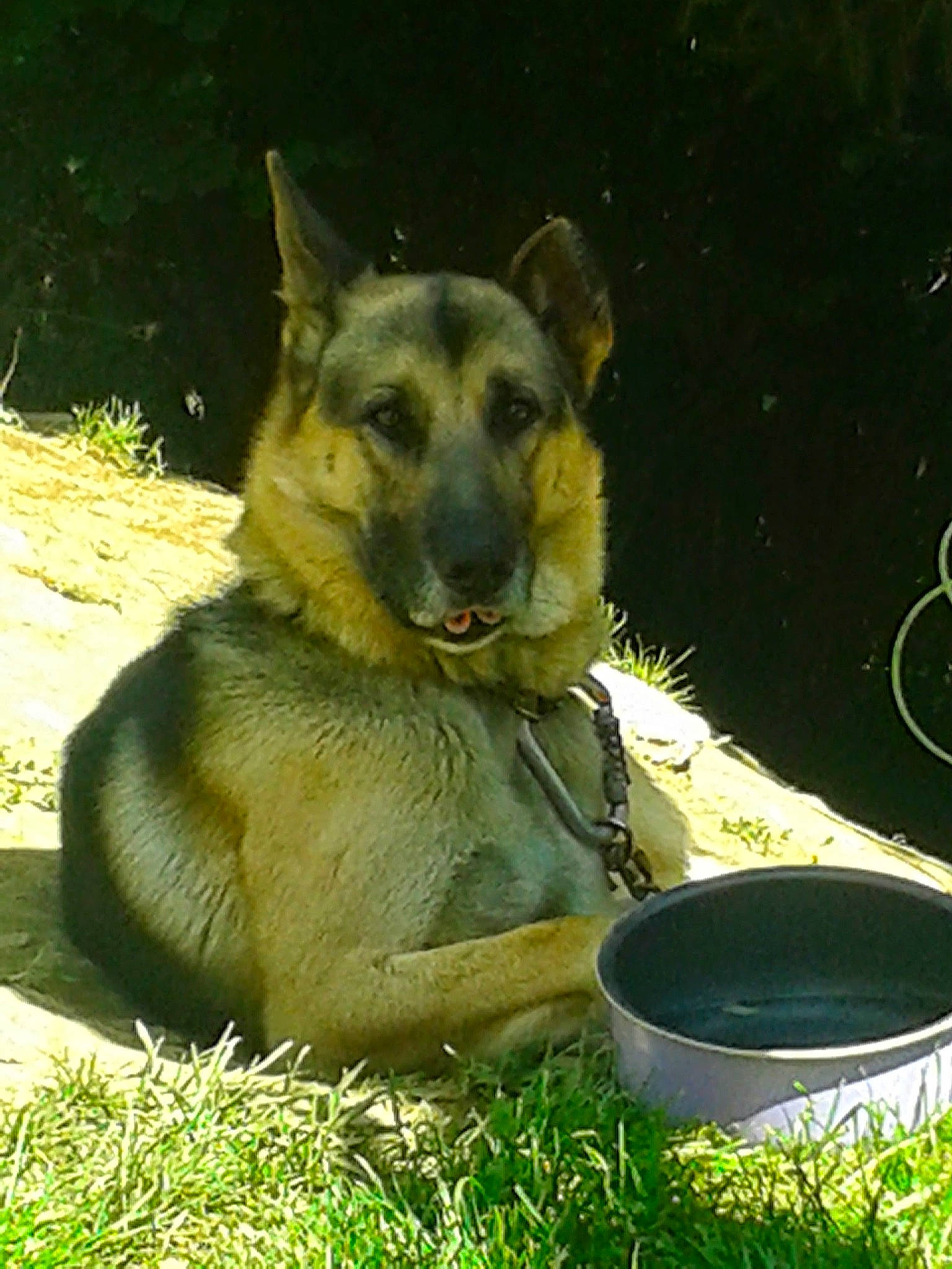 Goliath a rejoint le concours — aidez-le/la à gagner de superbes lots ! belgian_shepherd_malinois, canidae, carnivore, dog, dog_breed, fawn, german_shepherd_dog, kunming_wolfdog, mammal, snout, vertebrate, working_dog