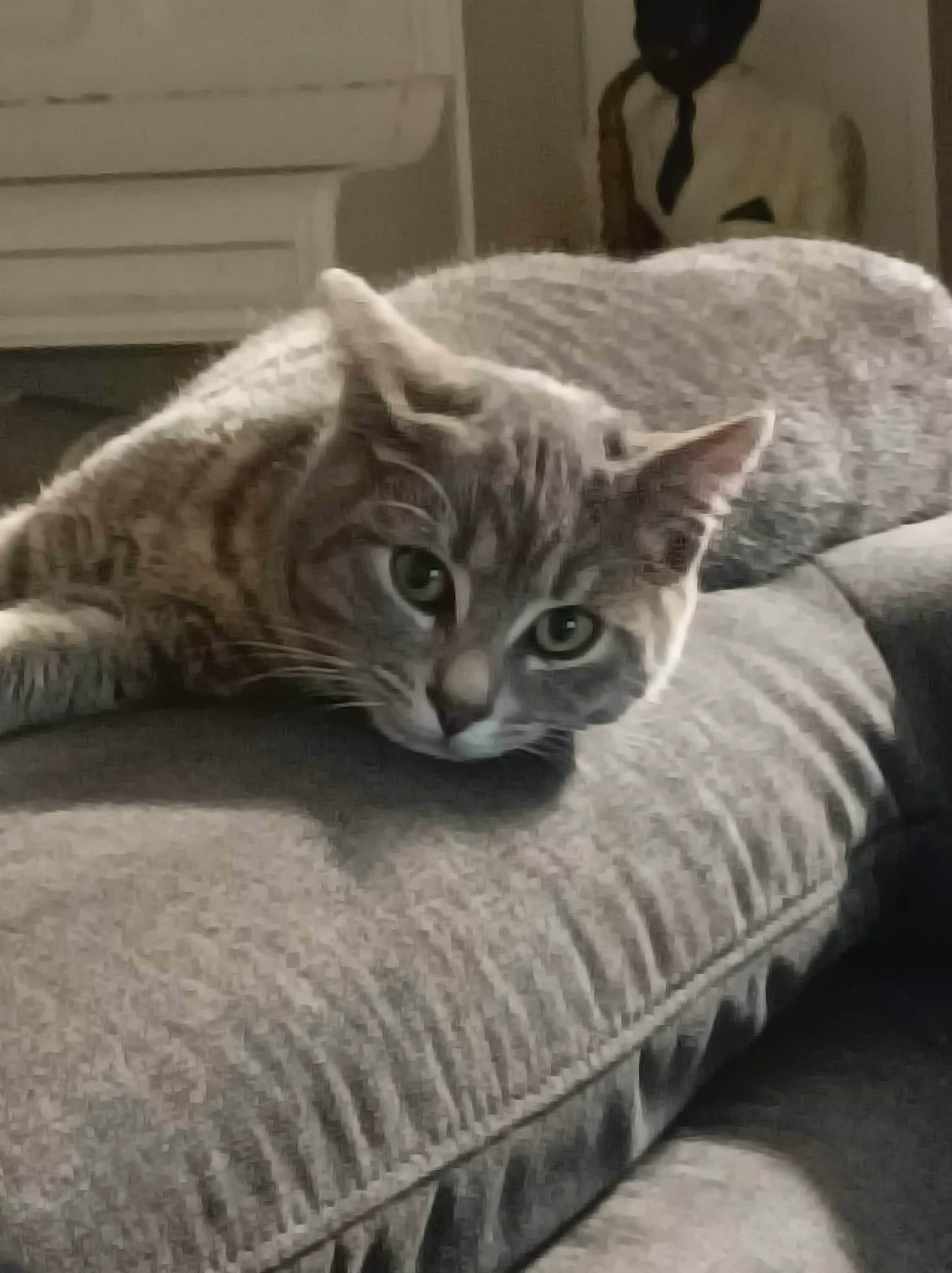 Gamin participe au concours pour gagner de l'argent avec cette photo : bedding, carnivore, cat, comfort, couch, domestic_short_haired_cat, felidae, flooring, fur, grey, hardwood, linens, room, sitting, small_to_medium_sized_cats, tail, whiskers, wood