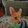 alert, animal, blanket, brown_dog, couch, cozy, curtain, cute, dog, furniture, home, indoor, living_room, patterned_blanket, pet, puppy, seated, small_dog, striped_clothing, sweater