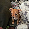 Oliver is registered to the contest to win money with this photo: puppy, dog, small_dog, couch, blanket, cozy, cute, pet, indoor, fur, animal, young, brown_puppy, soft, comfort, relaxing, curious, ears, sitting, home