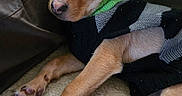 Oliver is registered to the contest to win money with this photo: dog, puppy, small_dog, cute, sweater, pet, indoors, cozy, blanket, resting, brown_dog, ears, fur, animal, companion, cute_pet, relaxed, soft_texture, couch, canine
