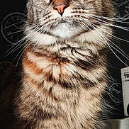 Christele Bradic participe au concours pour gagner de l'argent avec cette photo : cat, fluffy, tabby, golden_eyes, portrait, animal, pet, feline, whiskers, close_up, fur, indoor, looking_away, muzzle, ears, long_hair, domestic_cat, cute, alert, background