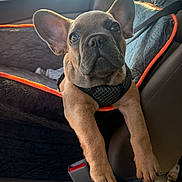 Salem is registered to the contest to win money with this photo: french_bulldog, puppy, dog, car_seat, pet_harness, car_interior, seatbelt, window, sunlight, orange_trim, leash, cute, animal, pet, young_dog, resting, front_seat, close_up, mammal, domestic_animal