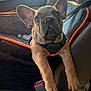french_bulldog, puppy, dog, car_seat, pet_harness, car_interior, seatbelt, window, sunlight, orange_trim, leash, cute, animal, pet, young_dog, resting, front_seat, close_up, mammal, domestic_animal