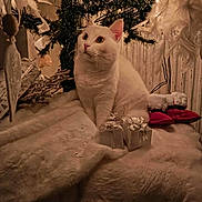 Mew participe au concours pour gagner de l'argent avec cette photo : cat, white_cat, christmas_tree, holiday_decor, gift_box, red_booties, feathers, blanket, cozy, indoor, festive, decorations, furniture, pet, animal, warm_lighting, soft_texture, cute, curious, sitting