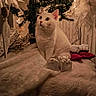 cat, white_cat, christmas_tree, holiday_decor, gift_box, red_booties, feathers, blanket, cozy, indoor, festive, decorations, furniture, pet, animal, warm_lighting, soft_texture, cute, curious, sitting
