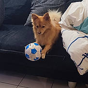 Bobby participe au concours pour gagner de l'argent avec cette photo : ball, blanket, brown_fur, couch, cushion, dog, fur, indoor, living_room, paw, pet, pillow, playful, pomeranian, small_dog, soccer_ball, sofa, tail, tiled_floor, white_paw