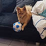 ball, blanket, brown_fur, couch, cushion, dog, fur, indoor, living_room, paw, pet, pillow, playful, pomeranian, small_dog, soccer_ball, sofa, tail, tiled_floor, white_paw