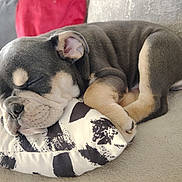 Harley is registered to the contest to win money with this photo: puppy, sleeping, dog, couch, pillow, nap, cozy, fur, pet, cute, relaxing, indoor, animal, small_dog, close_up, resting, tan_and_gray, adorable, soft_texture, domestic