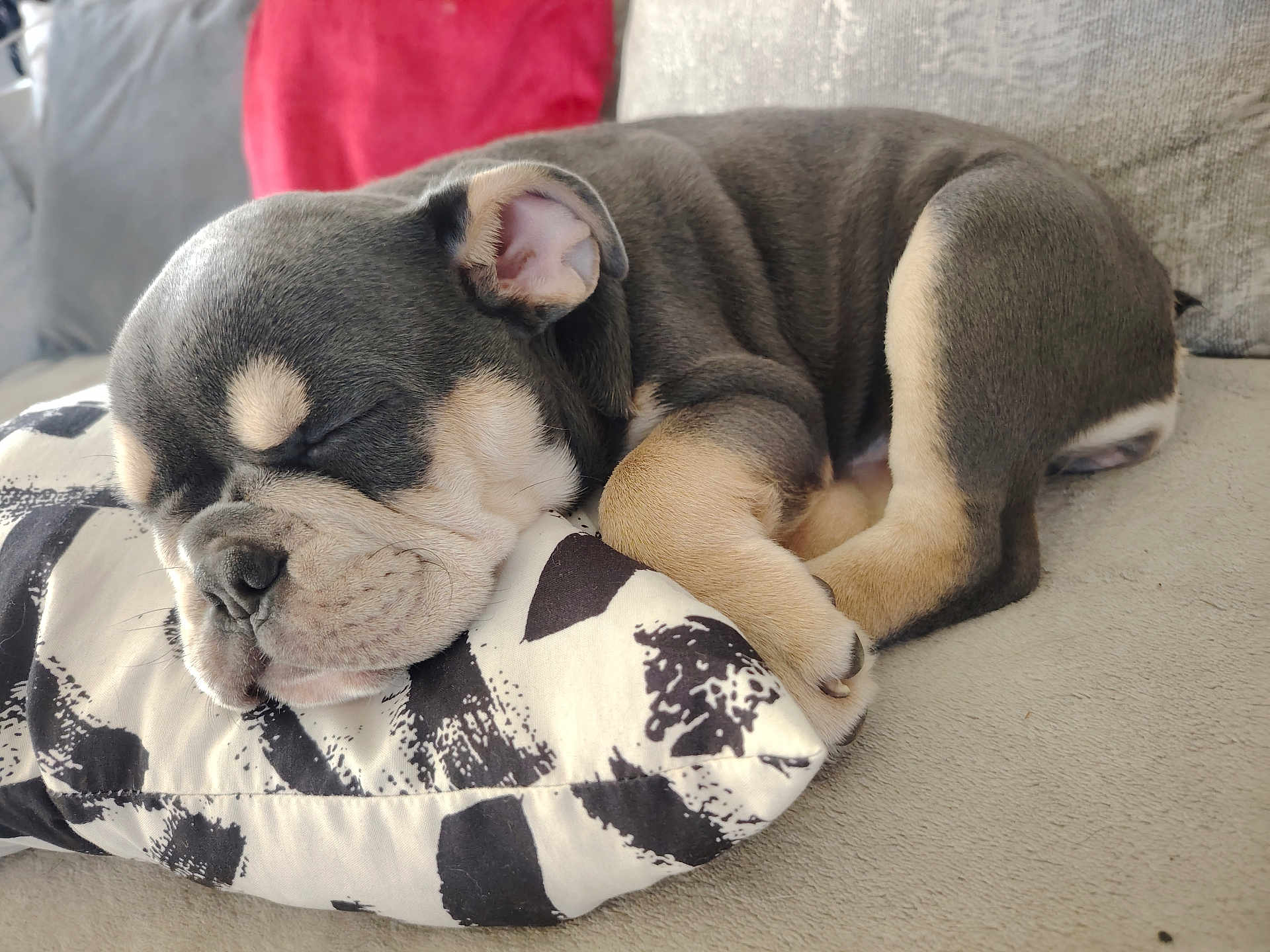 Harley