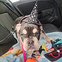 animal, black_and_tan, blanket, car_interior, car_seat, costume, cute, decor, dog, halloween, indoor, leash, looking_up, pet, pet_accessory, playful, puppy, small_dog, toy, witch_hat