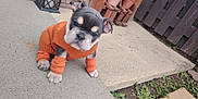 Harley joined the competition — help win amazing prizes! puppy, dog, orange_sweater, outdoor, concrete, brick_wall, potted_plants, curious, young_dog, pet, small_dog, cute, animal, leg_warmers, garden, sidewalk, fence, plant_pots, looking_up, casual