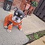 puppy, dog, orange_sweater, outdoor, concrete, brick_wall, potted_plants, curious, young_dog, pet, small_dog, cute, animal, leg_warmers, garden, sidewalk, fence, plant_pots, looking_up, casual