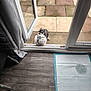 puppy, dog, soccer_ball, door, patio, floor, curtain, training_pad, outdoor, pet, animal, playing, wooden_floor, open_door, grass, tile, young_dog, cute, small, home