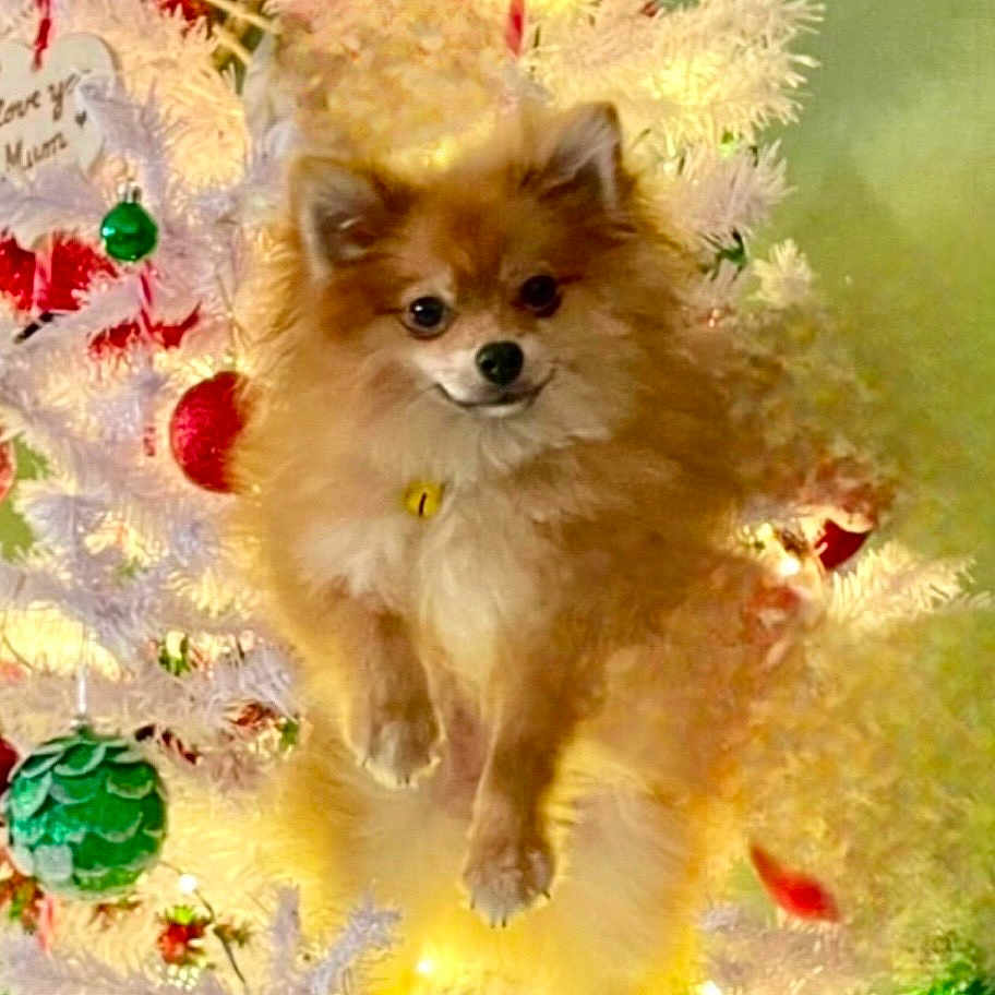 Willow a rejoint le concours — aidez-le/la à gagner de superbes lots ! animal, canine, christmas, christmasdecorations, christmastree, dog, eskimodog, festival, fish, lighting, nature, outdoors, pet, plant, puppy, sealife, snow, snowman, whitedog, winter