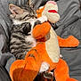 Rostiflette participe au concours pour gagner de l'argent avec cette photo : animal, blanket, cat, couch, cushion, furniture, homedecor, kitten, person, pet, pillow, plush, sleeping, toy