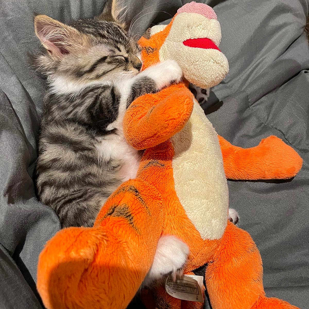 Rostiflette participe au concours pour gagner de l'argent avec cette photo : animal, blanket, cat, couch, cushion, furniture, homedecor, kitten, person, pet, pillow, plush, sleeping, toy
