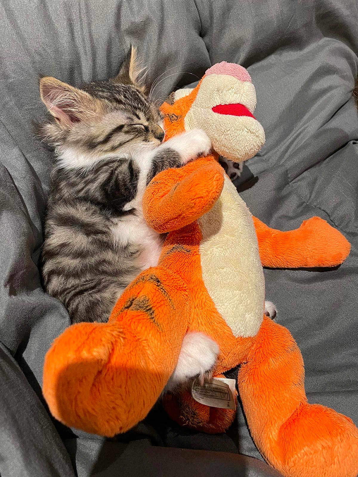 Rostiflette participe au concours pour gagner de l'argent avec cette photo : animal, blanket, cat, couch, cushion, furniture, homedecor, kitten, person, pet, pillow, plush, sleeping, toy