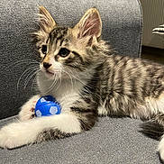 Rostiflette a rejoint le concours — aidez-le/la à gagner de superbes lots ! abyssinian, angora, animal, armchair, ball, cat, chair, couch, cushion, egyptiancat, football, furniture, homedecor, kitten, manx, pet, soccer, soccerball, sport, toy
