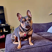 Luna joined the competition — help win amazing prizes! dog, french_bulldog, pet, indoor, living_room, furniture, couch, ottoman, chain, collar, heart_pendant, brown, black, cute, small_dog, looking, sitting, carpet, decor, home