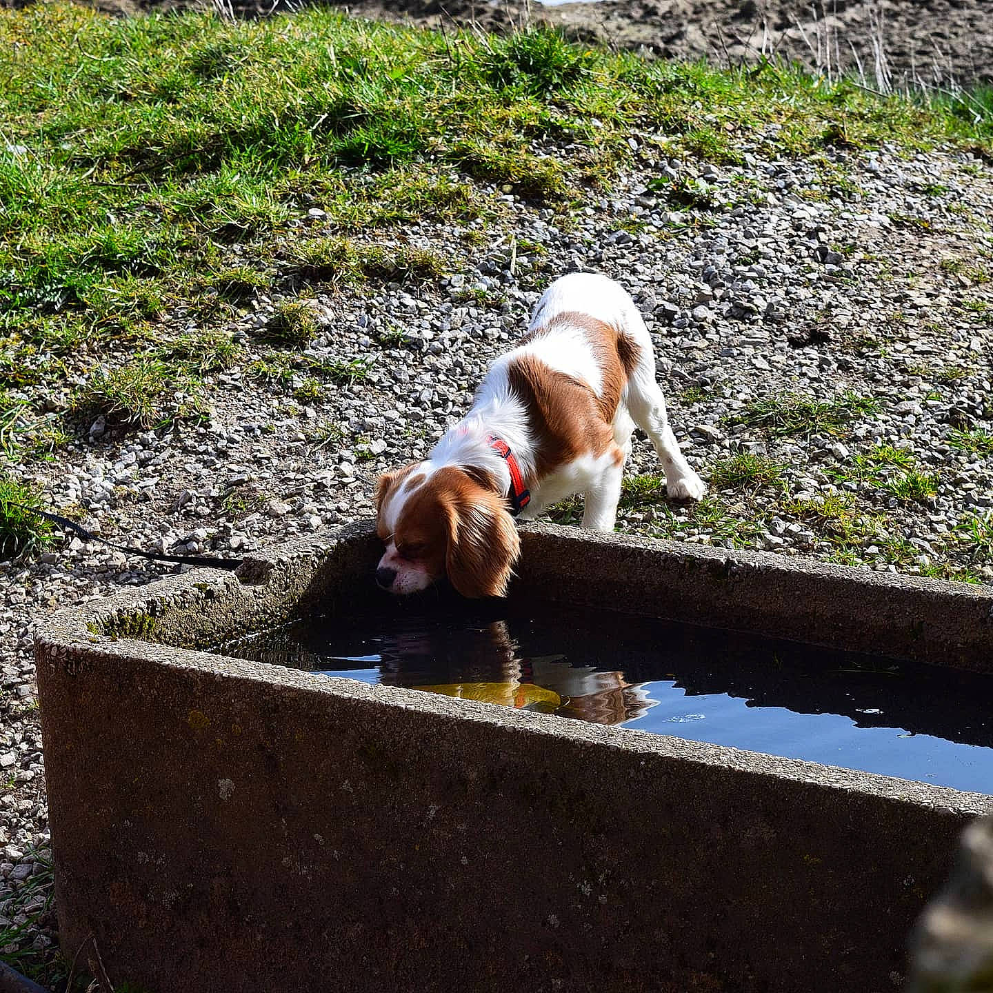 Taffy is registered to the contest to win money with this photo: canidae, carnivore, companion_dog, dog, dog_breed, fawn, grass, groundcover, leisure, outdoor_furniture, pet_supply, plant, rectangle, sitting, soil, sporting_group, tail, terrestrial_animal, wood, working_animal