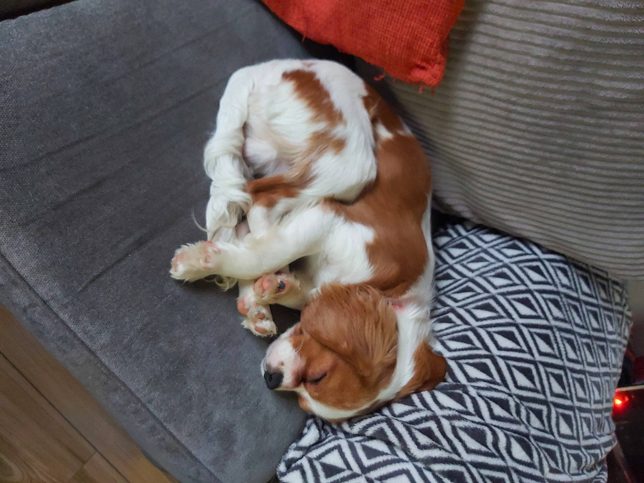 Taffy joined the competition — help win amazing prizes! canidae, cavalier_king_charles_spaniel, comfort, companion_dog, dog, dog_breed, fawn, felidae, flooring, fur, hardwood, liver, paw, plank, spaniel, tail, whiskers, wood, wood_stain, working_animal