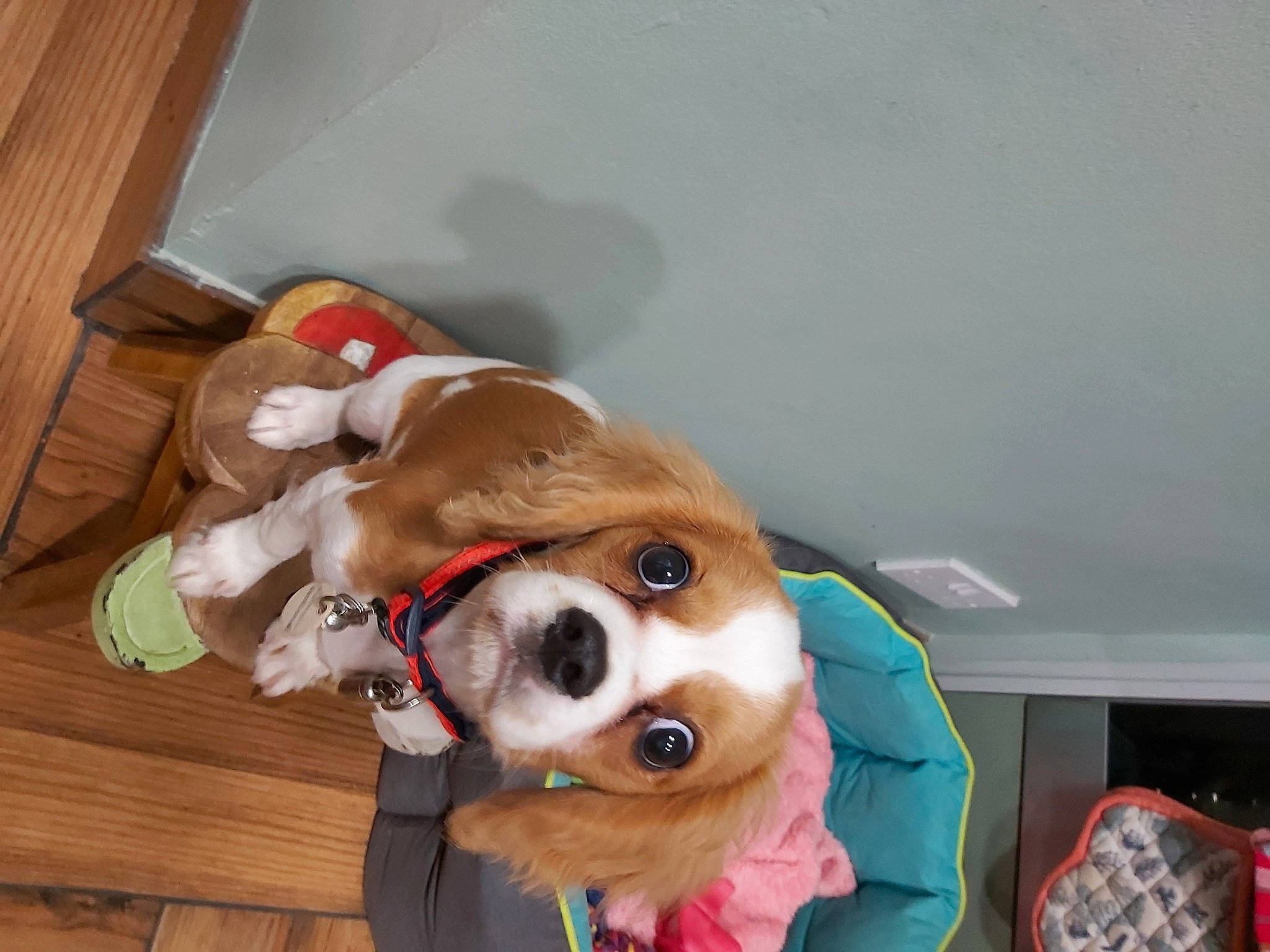 Taffy is registered to the contest to win money with this photo: carnivore, collar, companion_dog, costume, dog, dog_breed, dog_clothes, dog_collar, dog_supply, event, fawn, fur, hardwood, pet_supply, plush, snout, whiskers, wood, wood_stain, working_animal