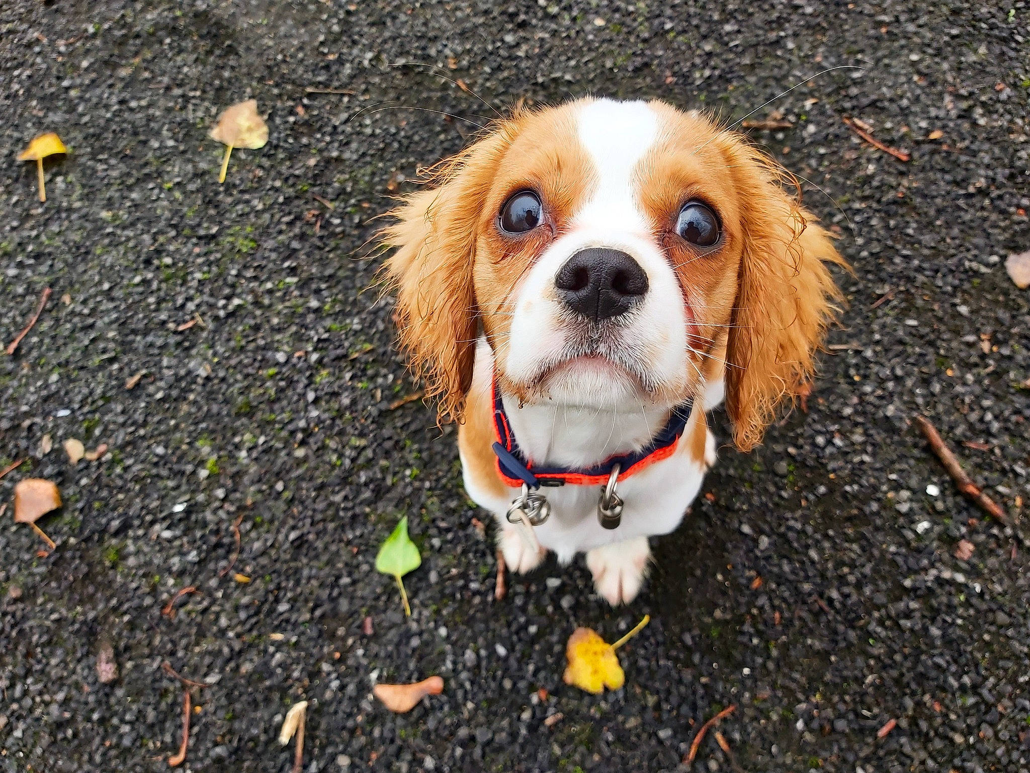 Taffy is registered to the contest to win money with this photo: asphalt, canidae, carnivore, cavalier_king_charles_spaniel, companion_dog, dog, dog_breed, fawn, fur, grass, hound, liver, road_surface, scent_hound, snout, soil, sporting_group, tar, toy_dog, whiskers