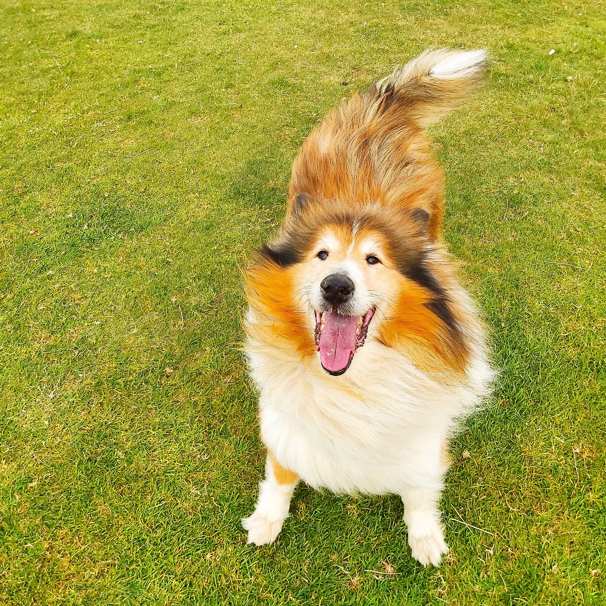 Blaze is registered to the contest to win money with this photo: canidae, carnivore, collie, companion_dog, dog, dog_breed, fawn, fur, german_spitz, german_spitz_klein, grass, happy, herding_dog, plant, shetland_sheepdog, smile, snout, sporting_group, toy_dog, whiskers