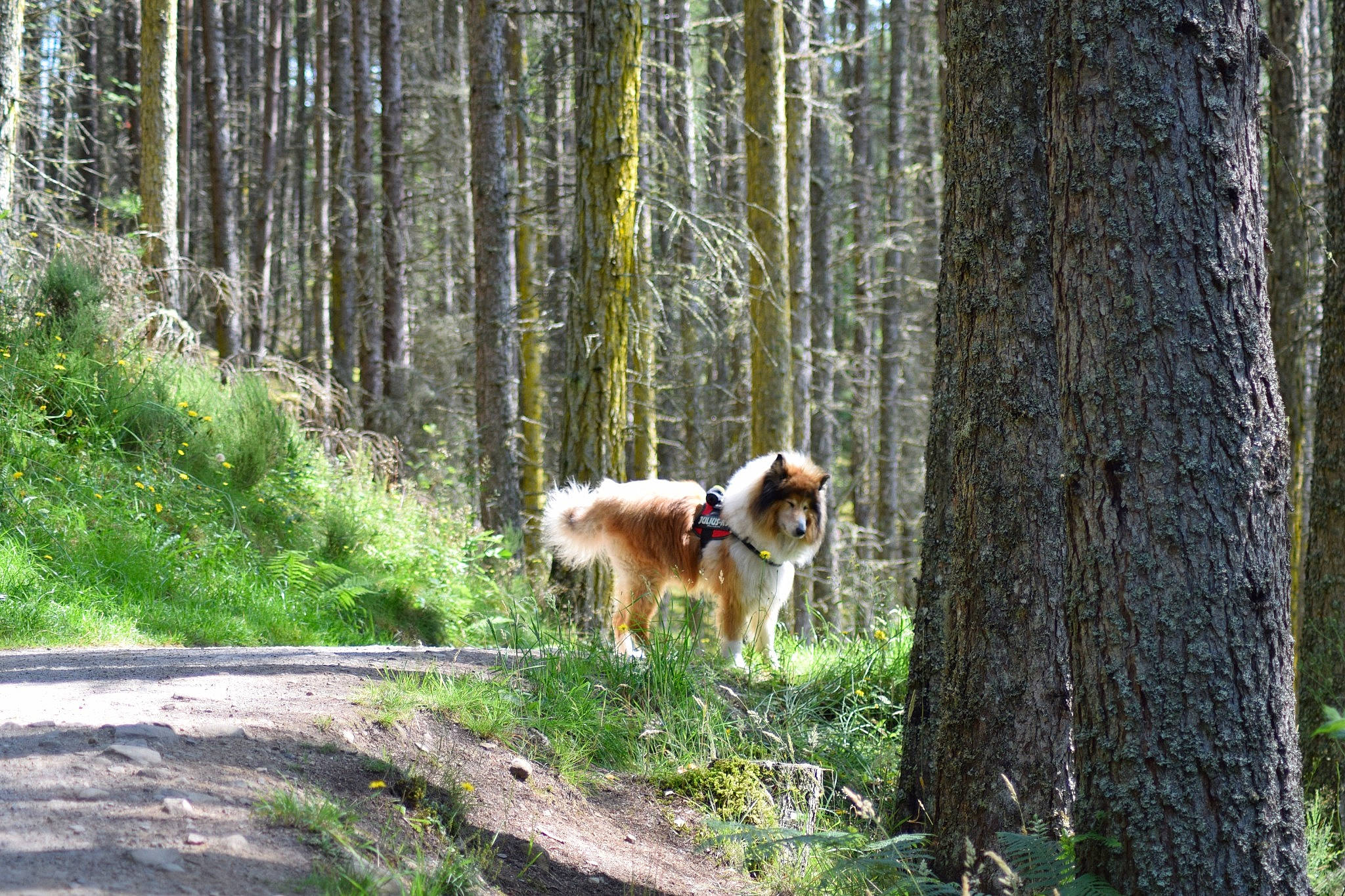 Blaze joined the competition — help win amazing prizes! canidae, carnivore, companion_dog, dog, dog_breed, fawn, forest, grass, natural_landscape, nature_reserve, plant, sporting_group, tail, temperate_broadleaf_and_mixed_forest, terrestrial_animal, tree, trunk, wildlife, wood, woodland