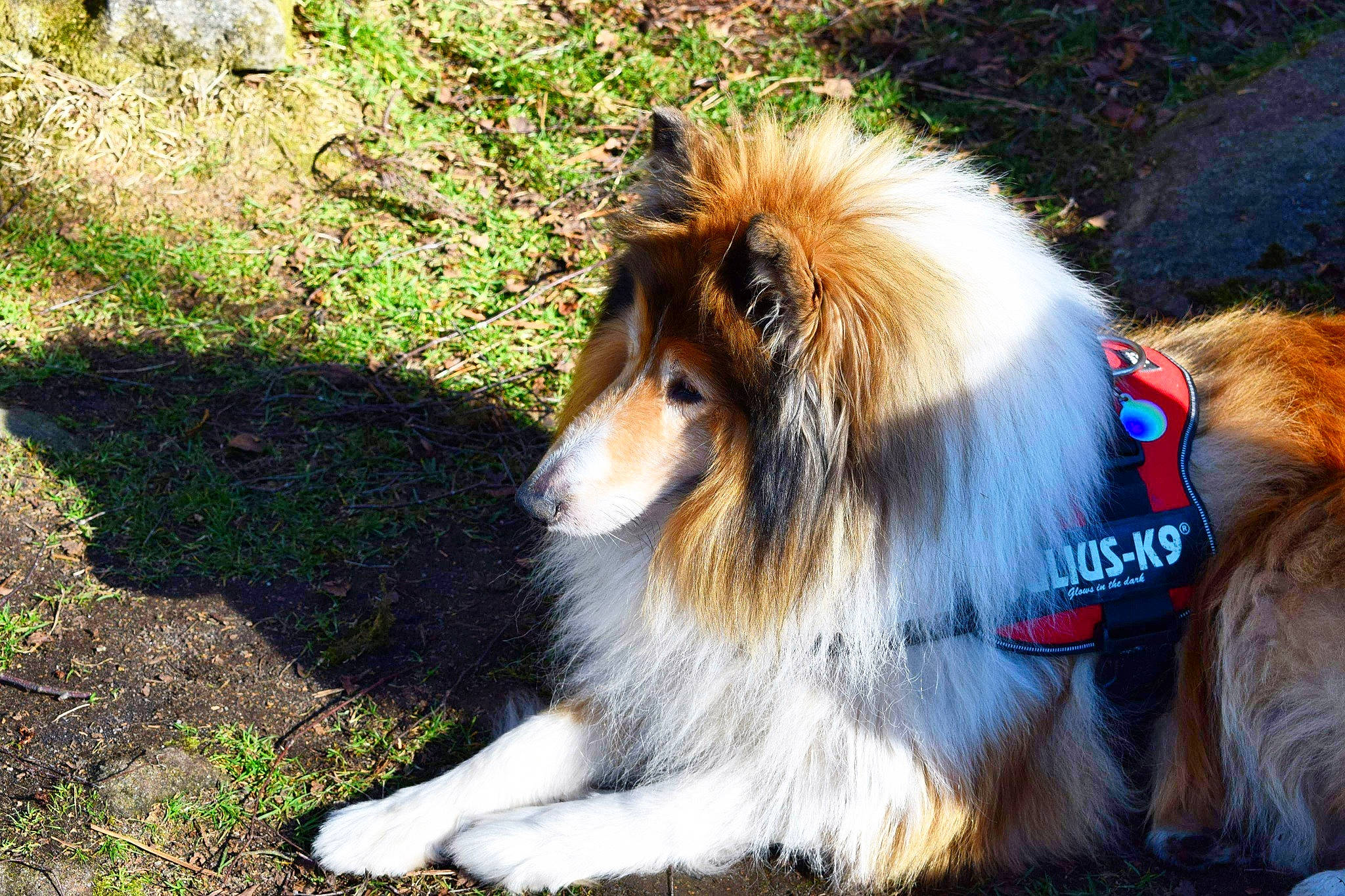 Blaze joined the competition — help win amazing prizes! ancient_dog_breeds, canidae, canis, carnivore, collie, companion_dog, dog, dog_breed, fur, grass, herding_dog, rough_collie, scotch_collie, shetland_sheepdog, snout, sporting_group, terrestrial_animal, working_animal, working_dog