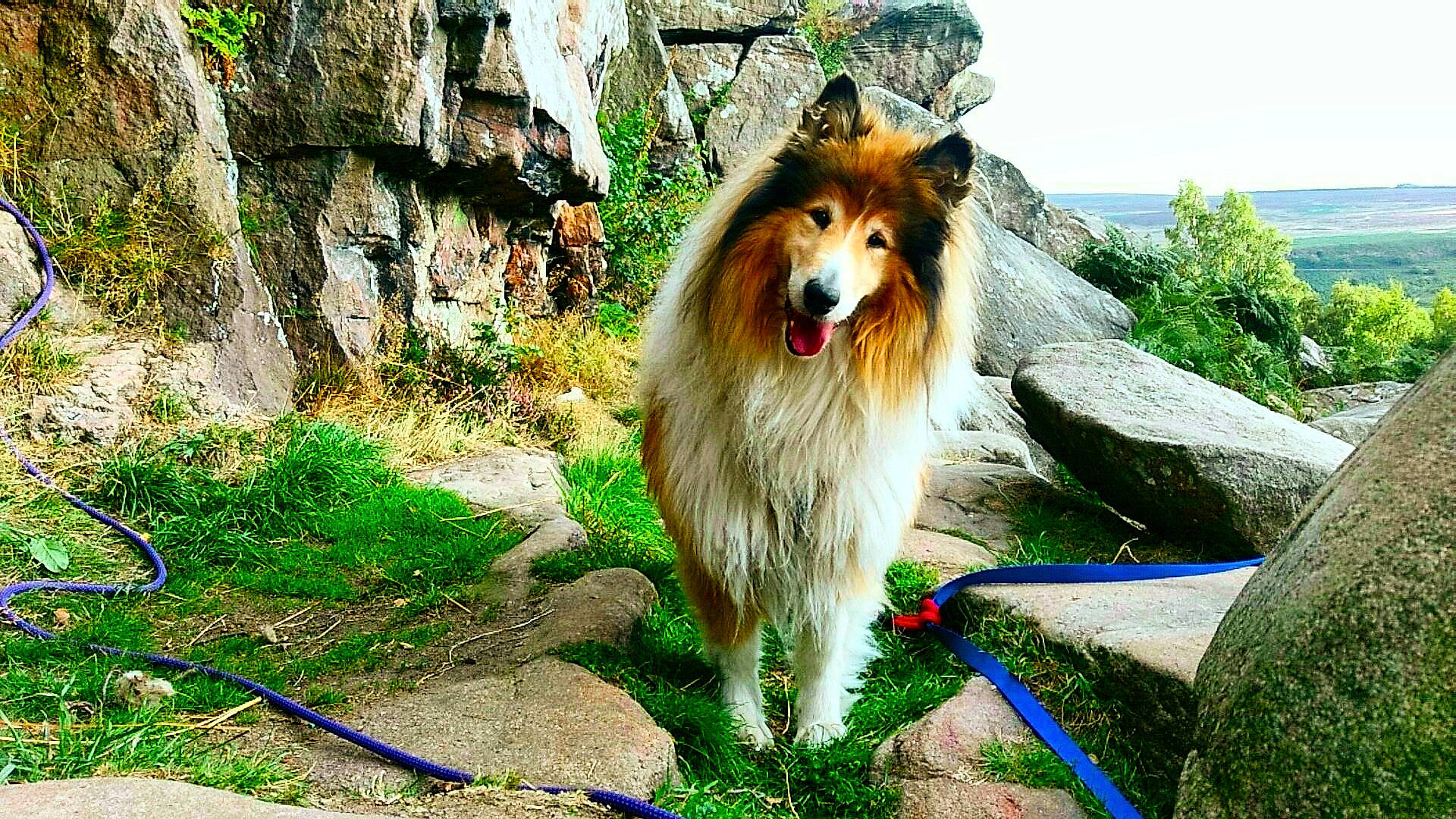 Blaze is registered to the contest to win money with this photo: canidae, carnivore, collie, companion_dog, dog, dog_breed, grass, herding_dog, natural_landscape, people_in_nature, plant, rough_collie, scotch_collie, shetland_sheepdog, snout, sporting_group, terrestrial_animal, tree, whiskers, working_dog